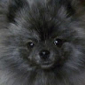 Meet your Posher, Sofi